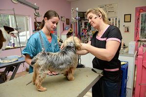 pooch parlor